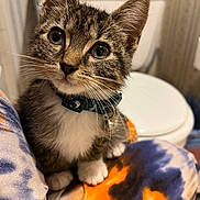 Lil Bitty joined the competition — help win amazing prizes! kitten, cat, tabby, pet, collar, whiskers, indoor, closeup, cute, animal, feline, young, fur, portrait, domestic, curious, sitting, colorful, fabric, toilet