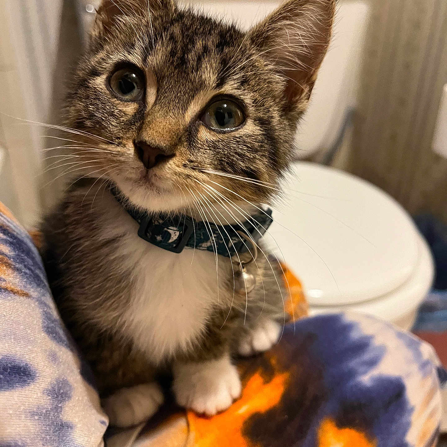 Lil Bitty joined the competition — help win amazing prizes! kitten, cat, tabby, pet, collar, whiskers, indoor, closeup, cute, animal, feline, young, fur, portrait, domestic, curious, sitting, colorful, fabric, toilet