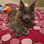 Topaze participe au concours pour gagner de l'argent avec cette photo : animal, bed, bedroom, blanket, cat, cushion, face, furniture, head, homedecor, indoors, interiordesign, kitten, manx, person, pet, photography, portrait, quilt, room