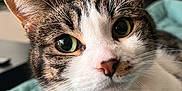 Louloutte a rejoint le concours — aidez-le/la à gagner de superbes lots ! cat, tabby, close_up, pet, animal, whiskers, green_eyes, fur, indoor, blanket, resting, curious, face, nose, ears, domestic, feline, cute, portrait, soft_focus