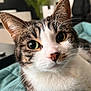cat, tabby, close_up, pet, animal, whiskers, green_eyes, fur, indoor, blanket, resting, curious, face, nose, ears, domestic, feline, cute, portrait, soft_focus