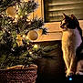 cat, christmas_tree, ornaments, lights, basket, window, indoor, decorations, holiday, pet, feline, curious, warm_light, night, festive, pine_tree, plant, animal, cozy, home