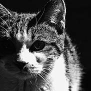 Louloutte participe au concours pour gagner de l'argent avec cette photo : cat, close_up, black_and_white, animal, whiskers, fur, portrait, face, pet, domestic_cat, mammal, sharp_detail, shadow, contrast, texture, wildlife, cute, feline, ears, eyes