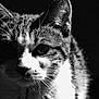 cat, close_up, black_and_white, animal, whiskers, fur, portrait, face, pet, domestic_cat, mammal, sharp_detail, shadow, contrast, texture, wildlife, cute, feline, ears, eyes