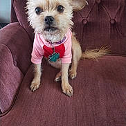 Sky joined the competition — help win amazing prizes! dog, small_dog, pet, pink_sweater, heart, sitting, curious, fur, ears, brown_fur, maroon_chair, indoor, furniture, collar, tag, cute, animal, companion, portrait, attention