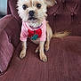 dog, small_dog, pet, pink_sweater, heart, sitting, curious, fur, ears, brown_fur, maroon_chair, indoor, furniture, collar, tag, cute, animal, companion, portrait, attention