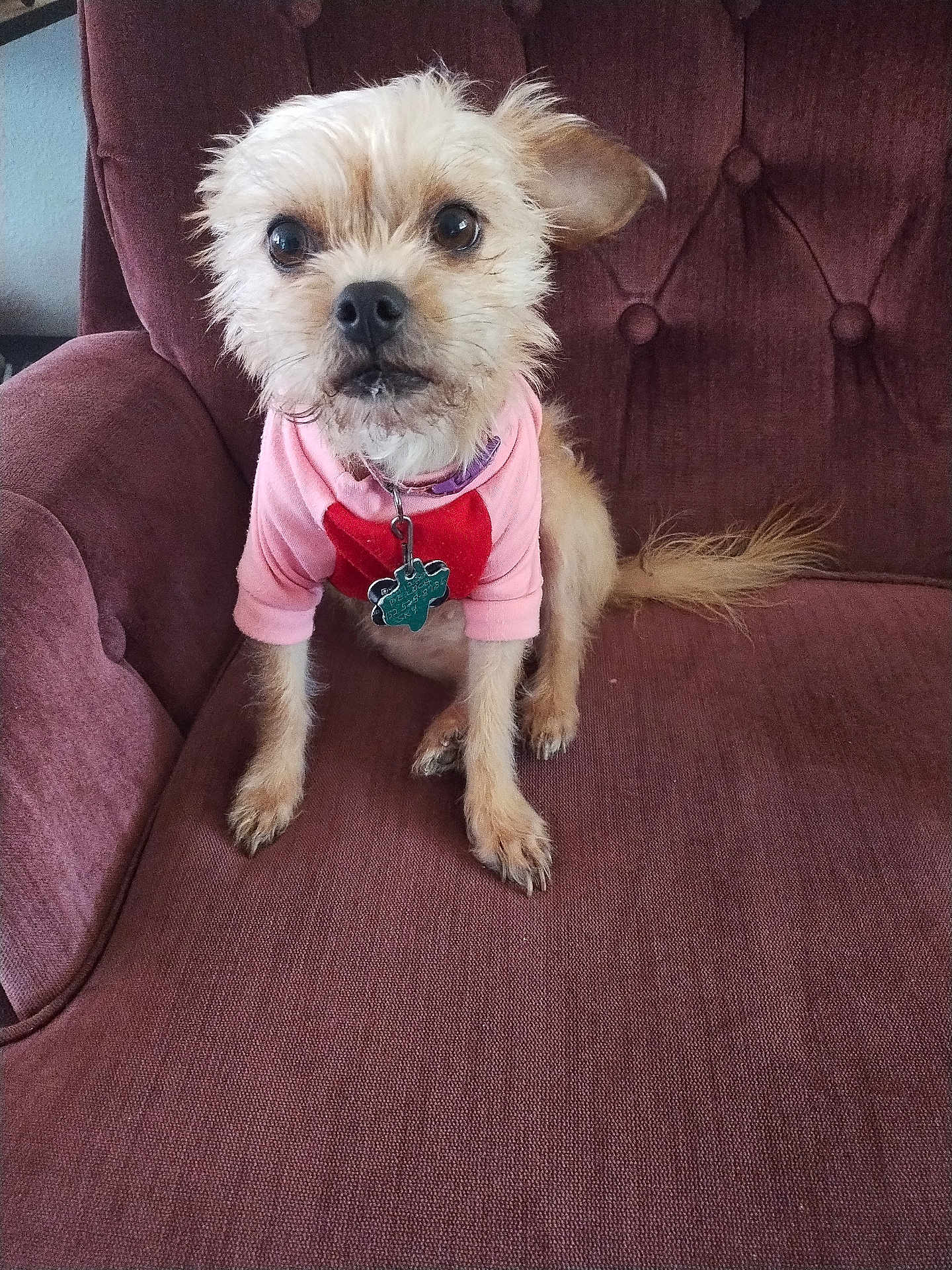 Sky joined the competition — help win amazing prizes! dog, small_dog, pet, pink_sweater, heart, sitting, curious, fur, ears, brown_fur, maroon_chair, indoor, furniture, collar, tag, cute, animal, companion, portrait, attention