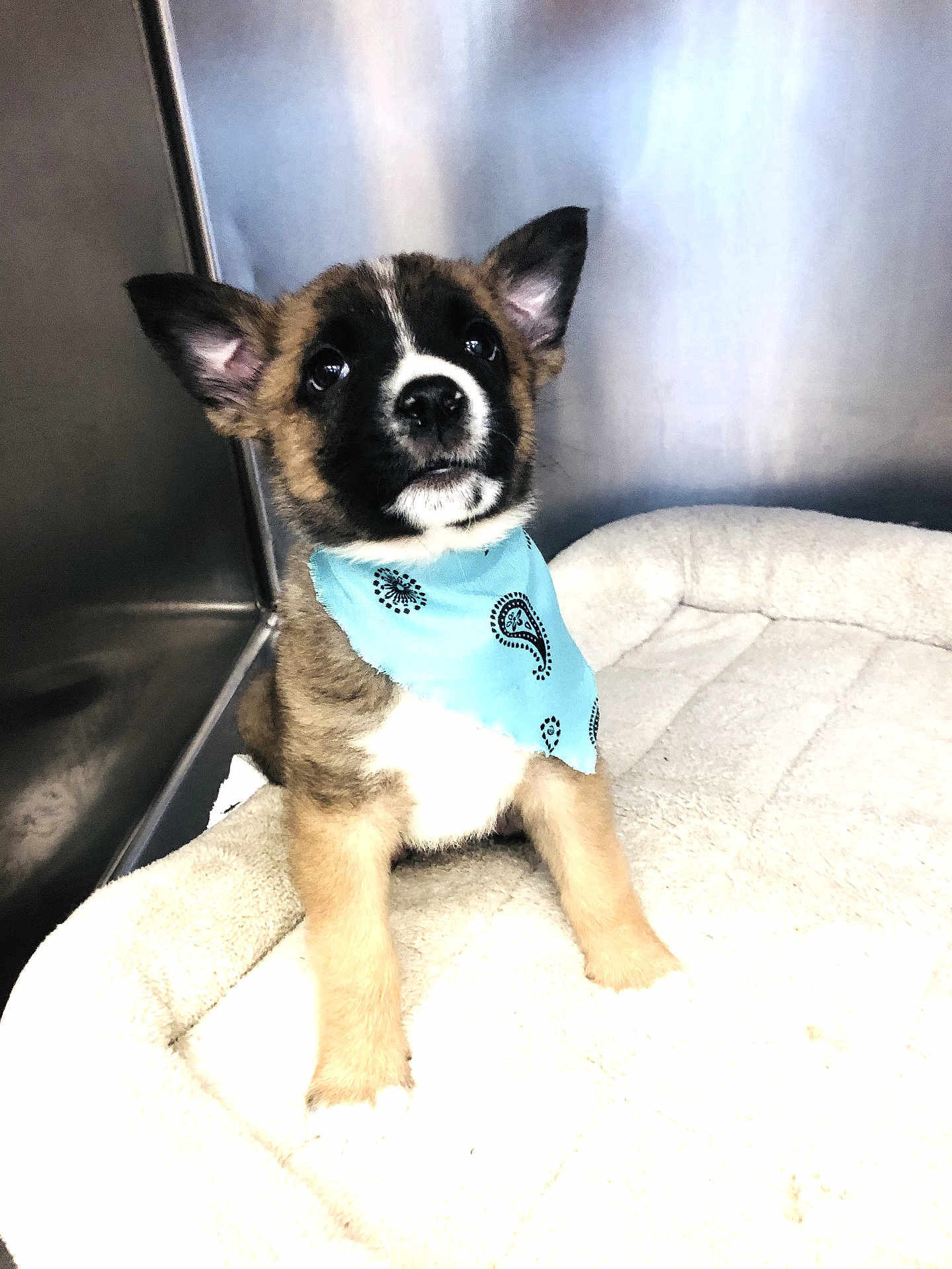 Meeko