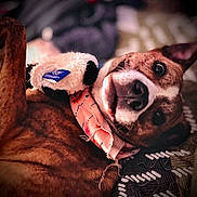 Bronx joined the competition — help win amazing prizes! animal, bandana, brown_fur, canine, close_up, cozy, cute, dog, expression, fabric, indoor, lying_down, mischievous, pet, playful, resting, soft_toy, stuffed_animal, texture, toy