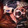 animal, bandana, brown_fur, canine, close_up, cozy, cute, dog, expression, fabric, indoor, lying_down, mischievous, pet, playful, resting, soft_toy, stuffed_animal, texture, toy