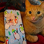 Phoenix is registered to the contest to win money with this photo: animal, cat, christmas, closeup, cozy, curious_eyes, cute, decorations, feline, gift, holiday_theme, indoor, mammal, orange_tabby, penguin_wrapping_paper, pet, red_blanket, relaxed, winter, wrapped_present