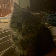Mochi joined the competition — help win amazing prizes! kitten, cat, indoor, bed, furniture, dim_light, furry, small_pet, curious, animal, cute, pet, soft, cozy, room, blanket, home, fur, resting, young