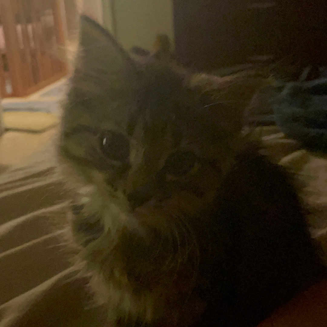 Mochi joined the competition — help win amazing prizes! kitten, cat, indoor, bed, furniture, dim_light, furry, small_pet, curious, animal, cute, pet, soft, cozy, room, blanket, home, fur, resting, young