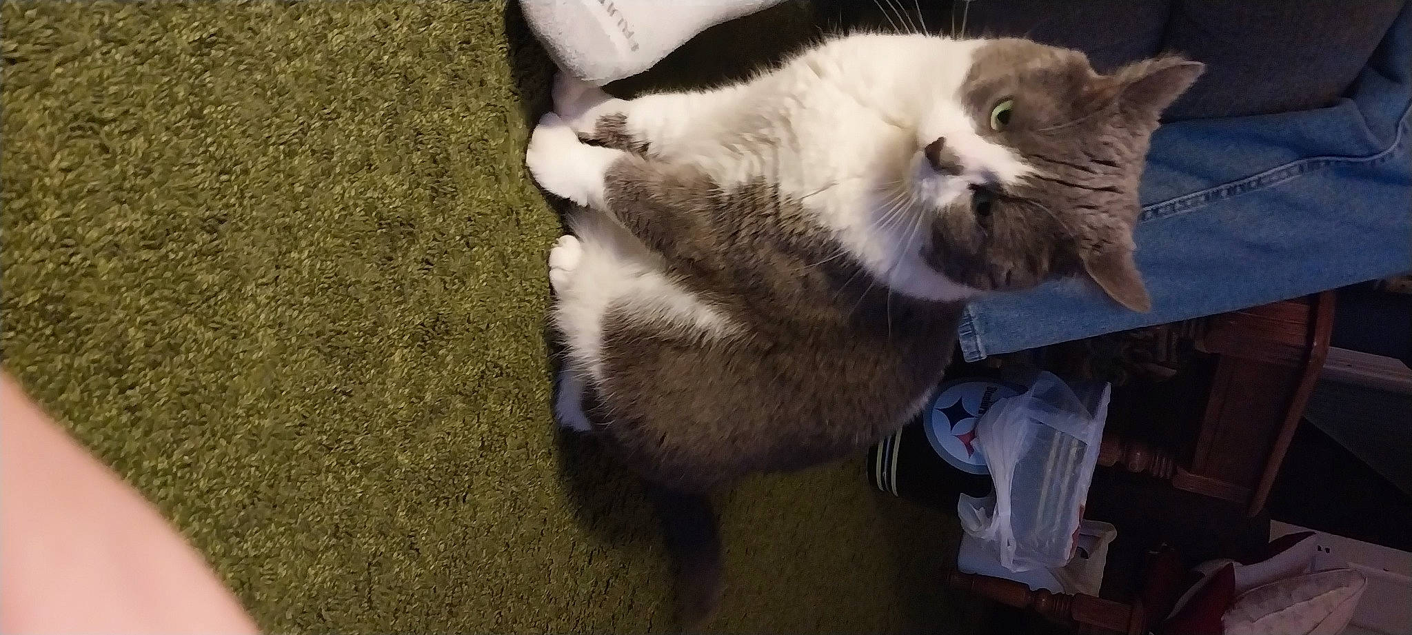 Casper joined the competition — help win amazing prizes! carnivore, cat, cat_supply, claw, domestic_short_haired_cat, fang, felidae, flooring, fur, nap, paw, small_to_medium_sized_cats, snout, tail, whiskers