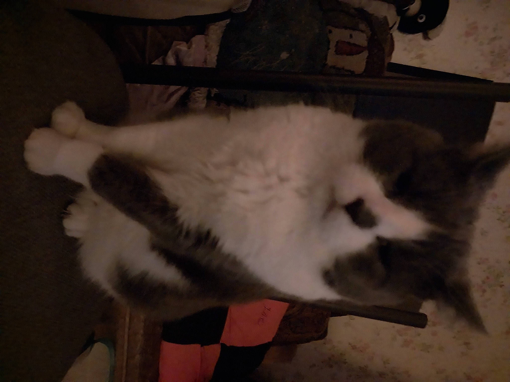 Casper is registered to the contest to win money with this photo: canidae, carnivore, cat, claw, comfort, companion_dog, dog_breed, fang, felidae, fur, monochrome_photography, paw, photo_caption, sky, small_to_medium_sized_cats, snout, tail, terrestrial_animal, whiskers