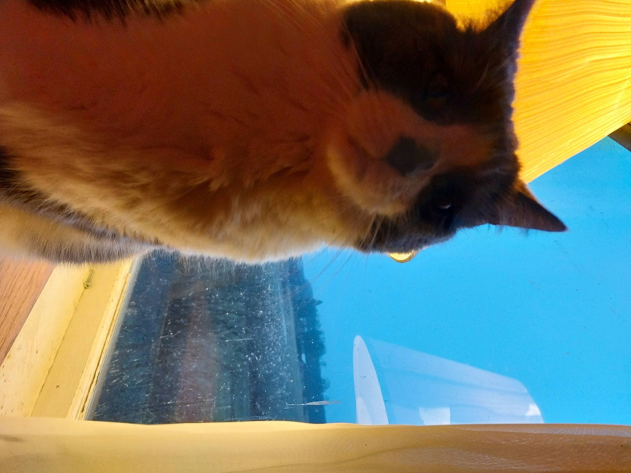 Casper joined the competition — help win amazing prizes! balinese, canidae, carnivore, cat, claw, fawn, felidae, flooring, fur, paw, siamese, sky, small_to_medium_sized_cats, snout, tail, thai, tints_and_shades, whiskers, window, wood