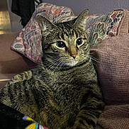 Oatmeal joined the competition — help win amazing prizes! cat, tabby_cat, pet, animal, feline, whiskers, ears, eyes, striped_fur, brown_fur, portrait, closeup, sitting, lounging, couch, blanket, pillow, indoor, home, cozy