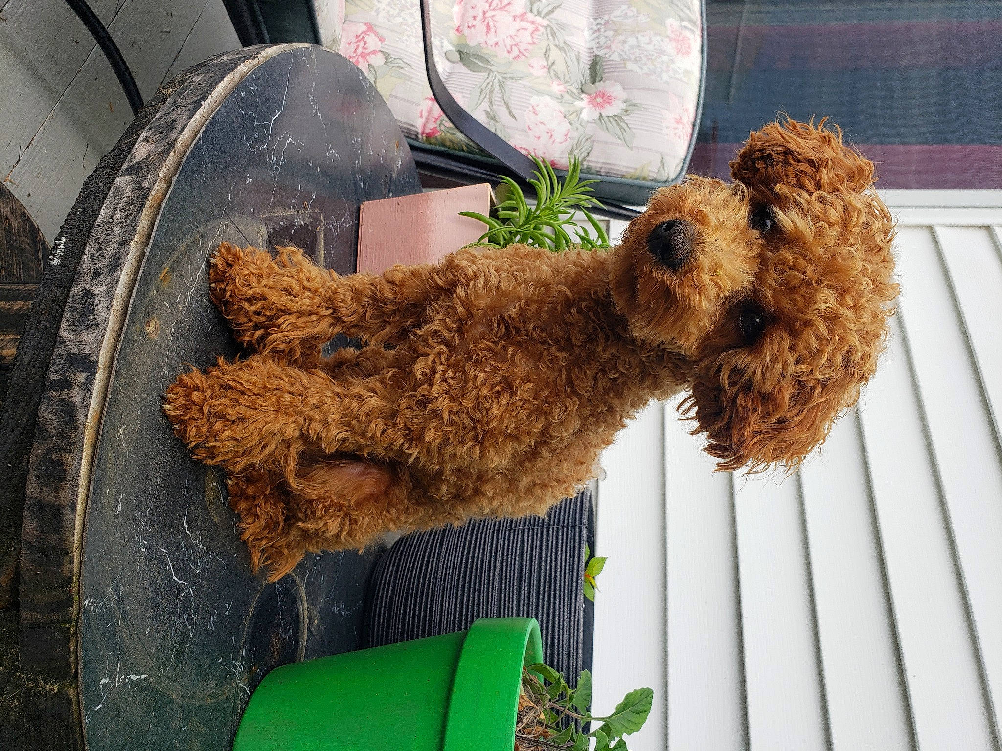 Waldo is registered to the contest to win money with this photo: animal_feed, canidae, carnivore, companion_dog, dog, dog_breed, dog_supply, fawn, fur, green, labradoodle, liver, pet_supply, poodle, sporting_group, terrier, toy, toy_dog, water_dog, working_animal