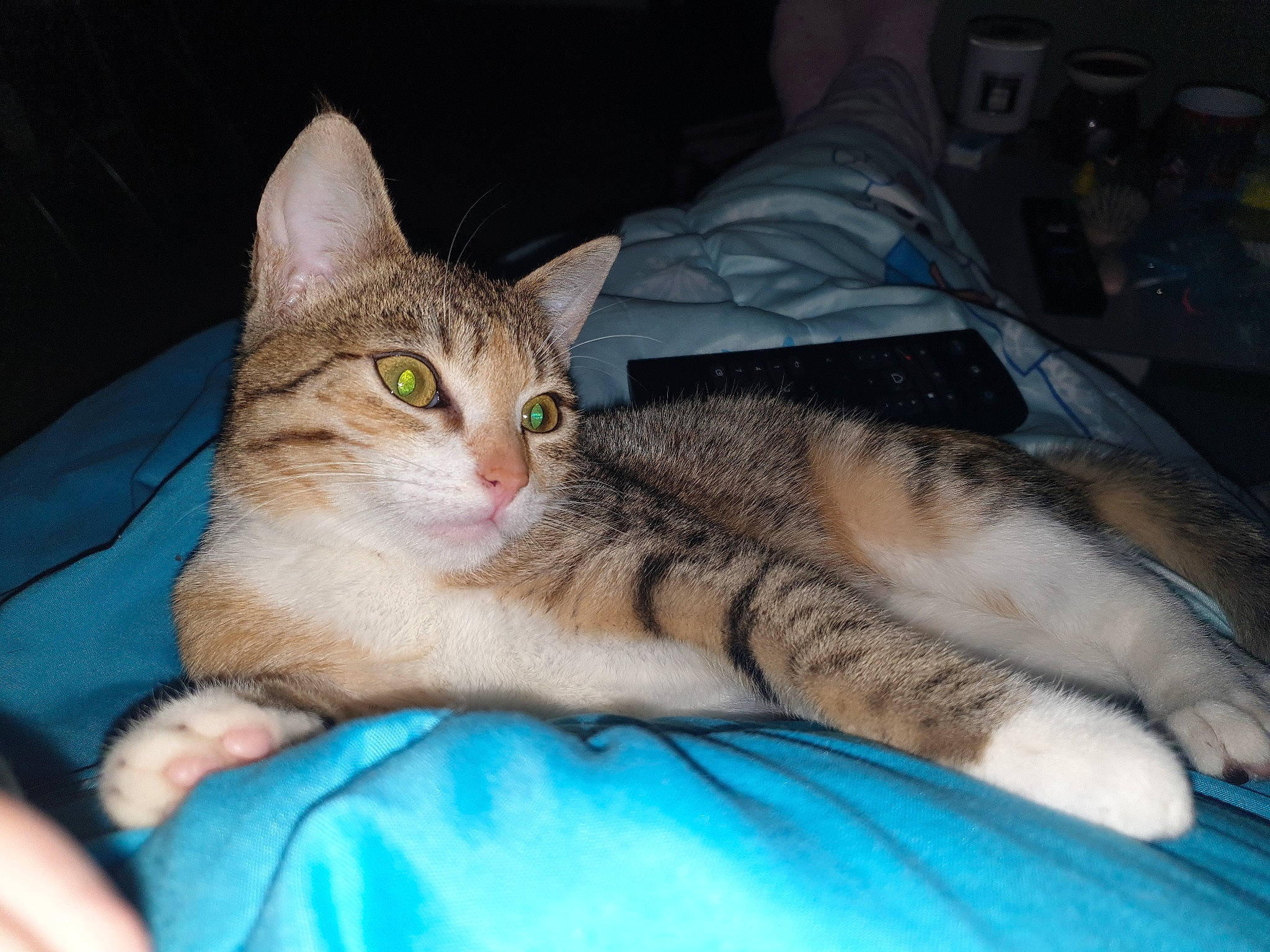 Elsa a rejoint le concours — aidez-le/la à gagner de superbes lots ! aegean_cat, american_shorthair, american_wirehair, asian, australian_mist, california_spangled, carnivore, cat, chausie, domestic_short_haired_cat, dragon_li, european_shorthair, eye, felidae, kitten, mammal, skin, small_to_medium_sized_cats, tabby_cat, whiskers