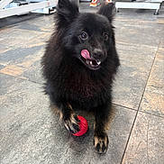 Venom participe au concours pour gagner de l'argent avec cette photo : animal, background, black_dog, canine, cute, dog, floor, fur, furry, indoor, licking, paw, person_legs, pet, pet_toy, playful, red_ball, sneakers, tile_floor, tongue_out