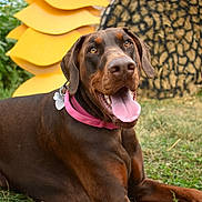 Stormie joined the competition — help win amazing prizes! animal, brown, canine, cheerful, closeup, collar, doberman, dog, flower, grass, happy, lying_down, nature, outdoor, pet, playful, portrait, summer, sunflower, tongue_out