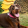 animal, brown, canine, cheerful, closeup, collar, doberman, dog, flower, grass, happy, lying_down, nature, outdoor, pet, playful, portrait, summer, sunflower, tongue_out