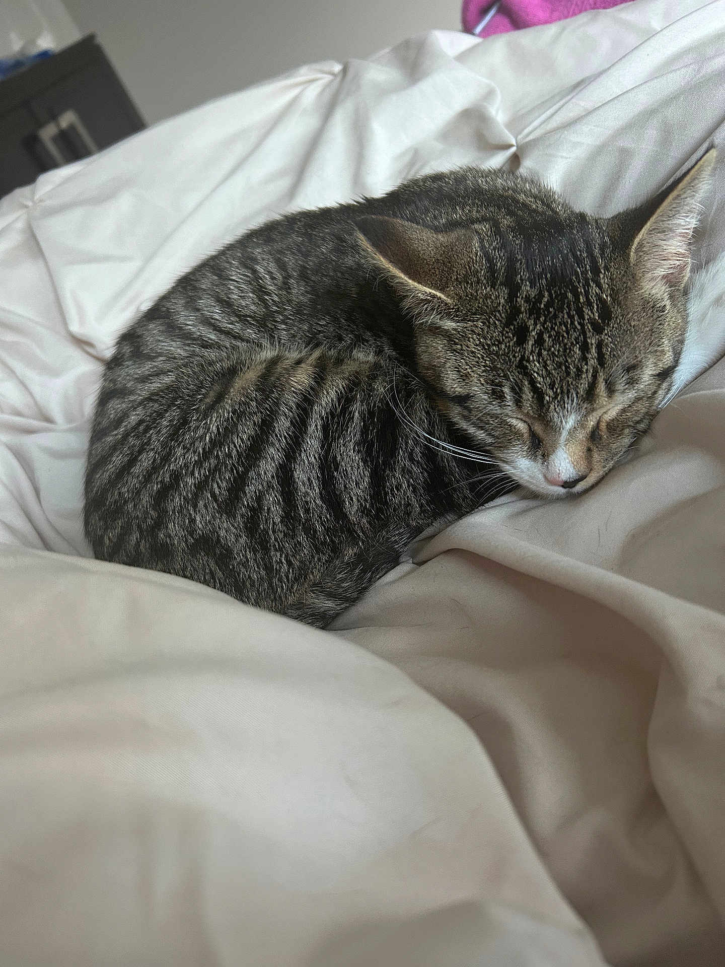 Milo Peebles is registered to the contest to win money with this photo: animal, bed, blanket, cat, comfort, cozy, curled_up, cute, domestic_animal, feline, fur, indoor, nap, peaceful, pet, resting, sleeping, soft, tabby, whiskers