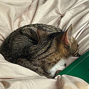 Milo Peebles is registered to the contest to win money with this photo: animal, bed, blanket, cat, closeup, comfort, cozy, curled_up, ears, feline, fur, indoor, pet, quiet, relaxation, resting, sleeping, soft, tabby, whiskers