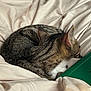 animal, bed, blanket, cat, closeup, comfort, cozy, curled_up, ears, feline, fur, indoor, pet, quiet, relaxation, resting, sleeping, soft, tabby, whiskers