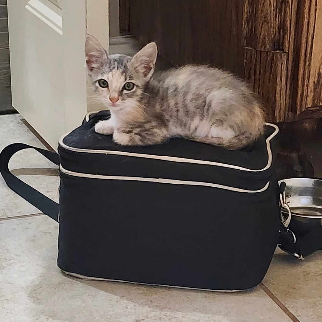 Peanut joined the competition — help win amazing prizes! animal, bag, cat, curious, cute, domestic, ears, feline, gray, indoor, kitten, looking, pet, resting, small, tile_floor, whiskers, white, wooden_furniture, young