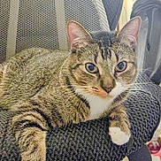 Bevo is registered to the contest to win money with this photo: animal, cat, chair, closeup, cozy, cute, domestic, eyes, fur, furniture, home, indoor, looking, paw, pet, relaxed, resting, striped, tabby, whiskers