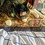 cat, tabby, sleeping, paws, cushion, floral_pattern, indoor, pet, relaxed, fur, whiskers, collar, cozy, resting, domestic, feline, blanket, striped, closeup, quiet