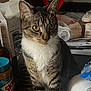 Bevo is registered to the contest to win money with this photo: cat, tabby_cat, white_paws, white_chest, curious, indoor, kitchen_counter, clutter, jar, peanut_butter, plastic_bag, paper_towel, container, household_items, pet, animal, feline, looking_away, domestic, tabletop