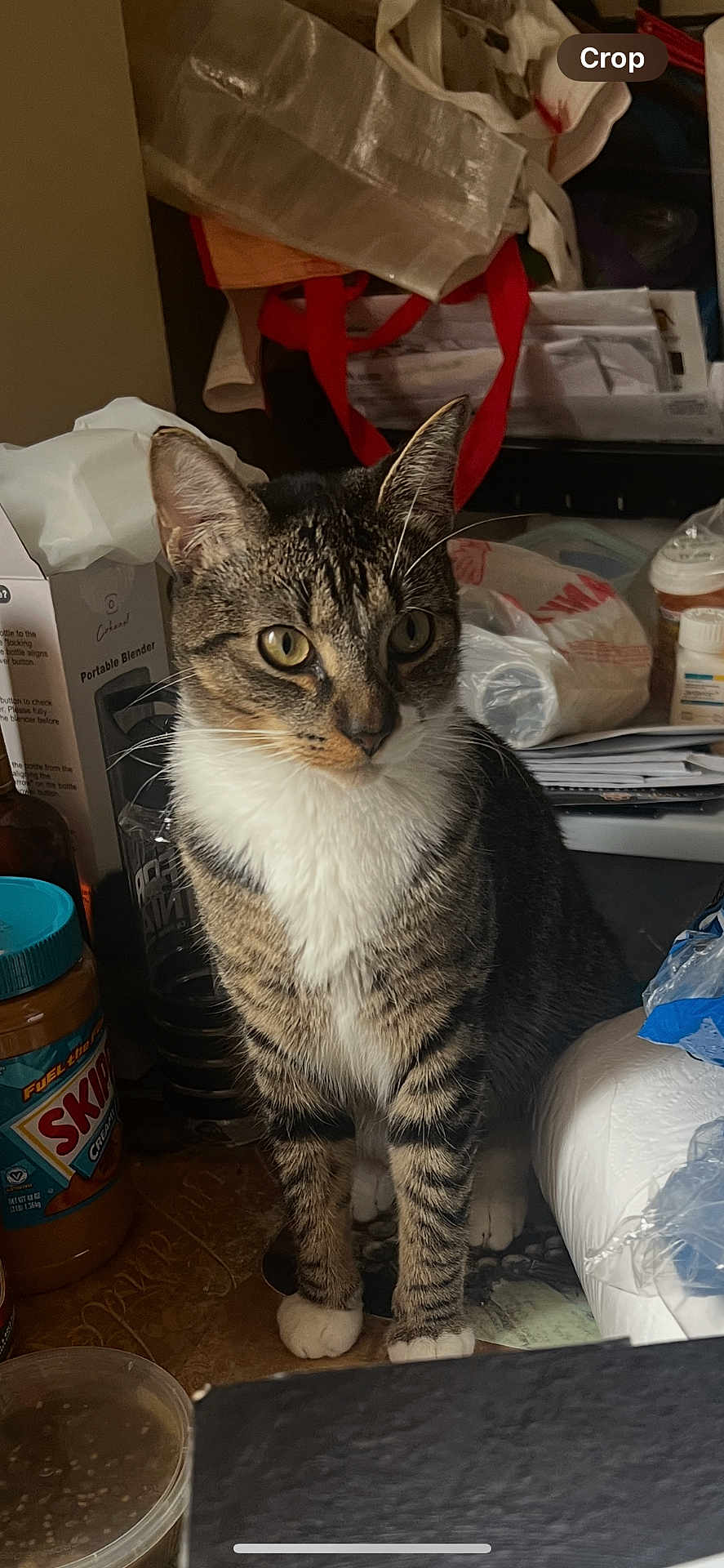 Bevo is registered to the contest to win money with this photo: cat, tabby_cat, white_paws, white_chest, curious, indoor, kitchen_counter, clutter, jar, peanut_butter, plastic_bag, paper_towel, container, household_items, pet, animal, feline, looking_away, domestic, tabletop