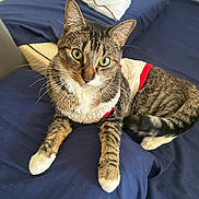 Bevo joined the competition — help win amazing prizes! bed, bedding, blanket, cat, close_up, cozy, feline, fur, green_eyes, indoor, looking_at_camera, paws, pet, pillow, portrait, relaxed, stripes, sweater, tabby_cat, whiskers