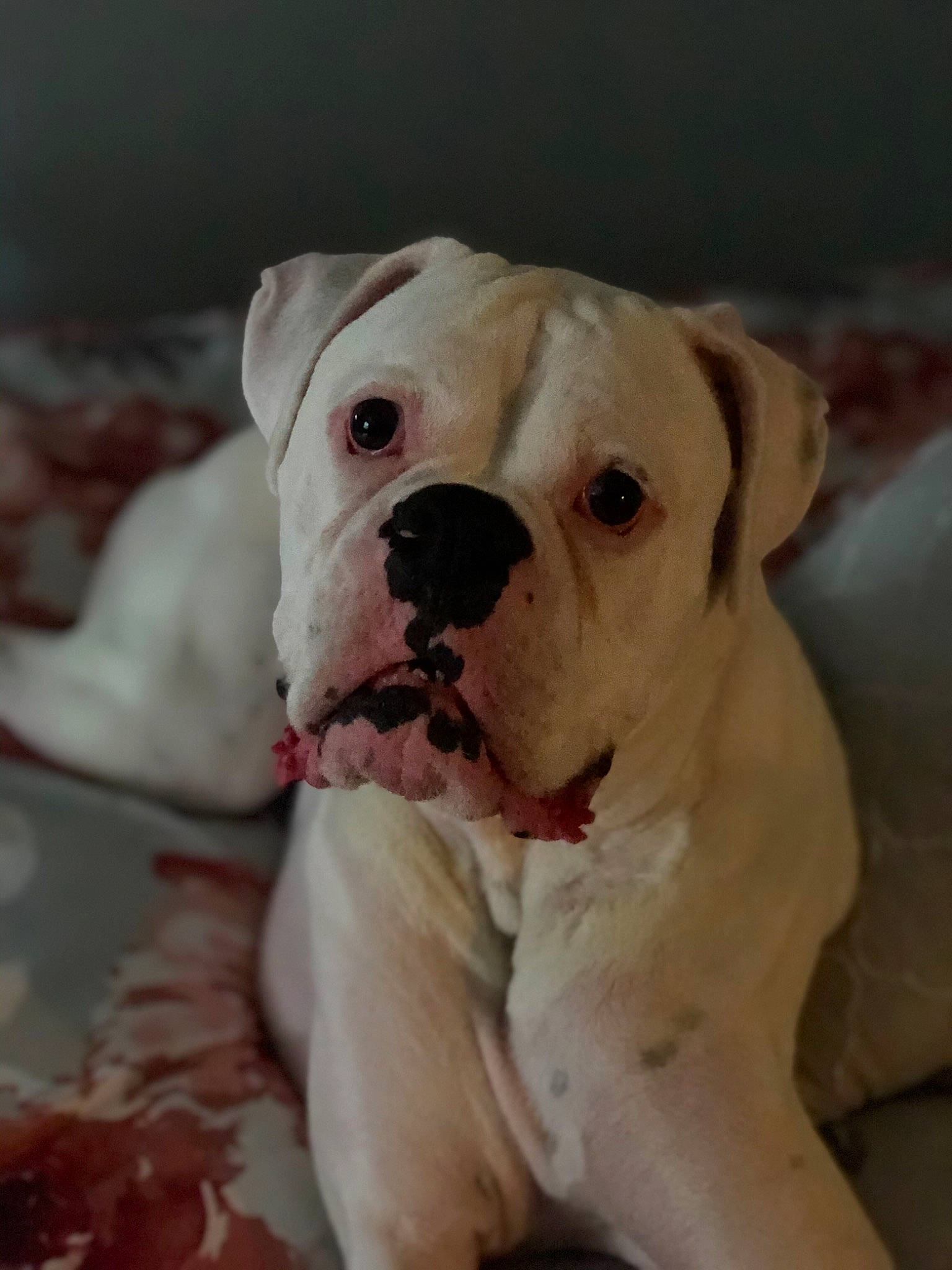 Maximus joined the competition — help win amazing prizes! american_bulldog, australian_bulldog, bulldog, canidae, carnivore, companion_dog, cordoba_fighting_dog, dog, dog_breed, mammal, non_sporting_group, nose, old_english_bulldog, olde_english_bulldogge, skin, snout, toy_bulldog, valley_bulldog, vertebrate, white_english_bulldog