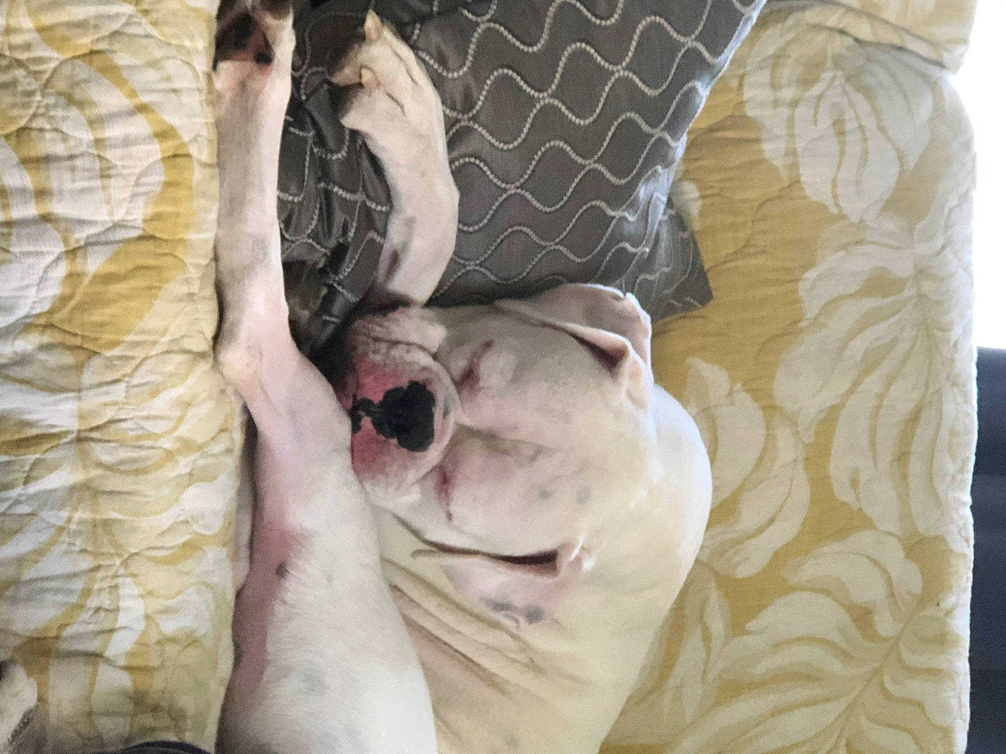 Maximus joined the competition — help win amazing prizes! american_bulldog, boston_terrier, bulldog, canidae, carnivore, dog, dog_breed, fawn, french_bulldog, linens, non_sporting_group, old_english_bulldog, snout