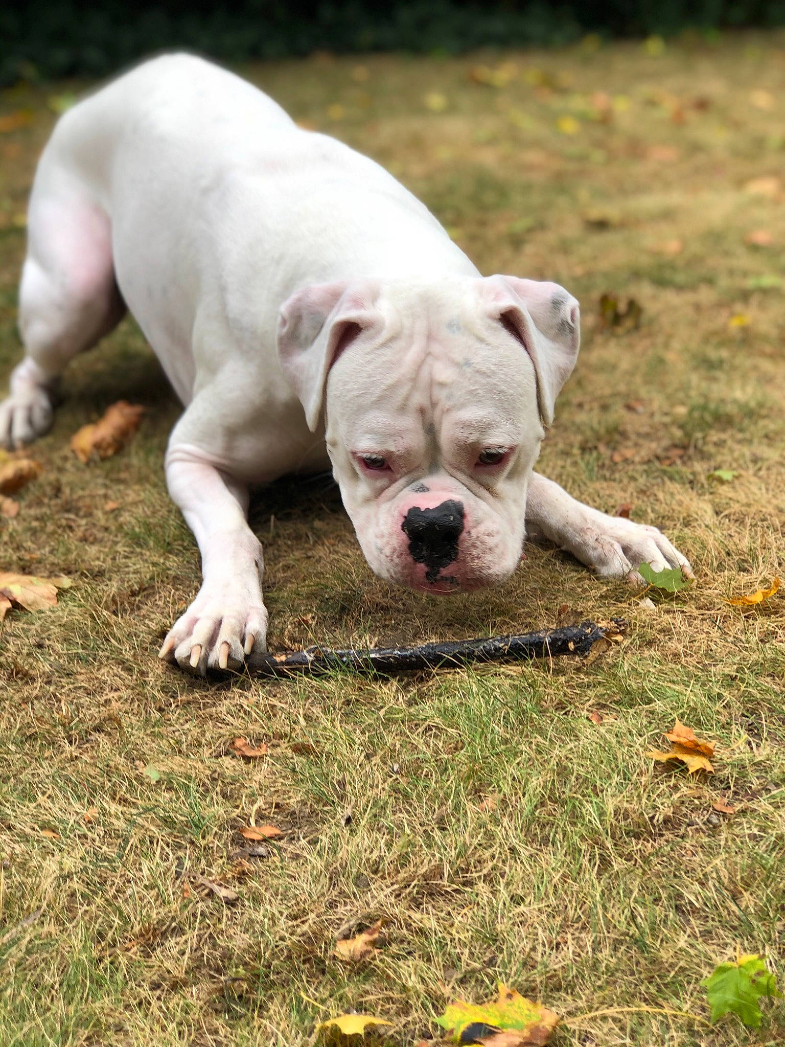 Maximus joined the competition — help win amazing prizes! american_bulldog, australian_bulldog, bulldog, canidae, carnivore, companion_dog, cordoba_fighting_dog, dog, dog_breed, dogo_guatemalteco, dorset_olde_tyme_bulldogge, mammal, molosser, non_sporting_group, old_english_bulldog, olde_english_bulldogge, toy_bulldog, valley_bulldog, vertebrate, white_english_bulldog
