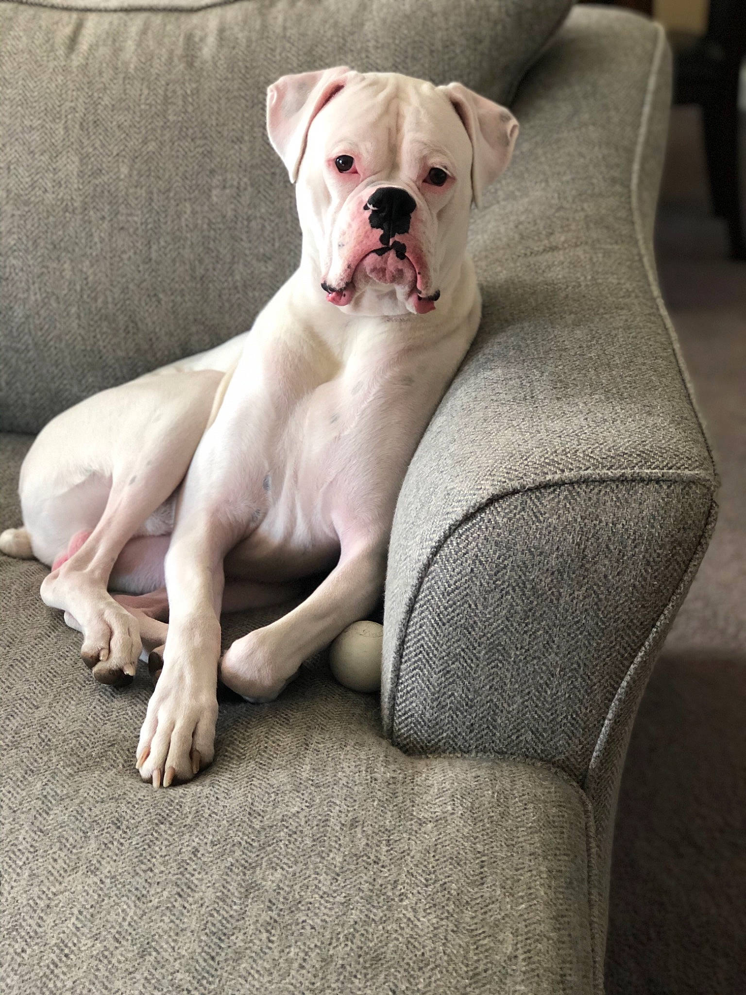 Maximus joined the competition — help win amazing prizes! american_bulldog, boxer, bulldog, canidae, carnivore, companion_dog, cordoba_fighting_dog, dog, dog_breed, mammal, molosser, non_sporting_group, old_english_bulldog, olde_english_bulldogge, puppy, rare_breed_dog, snout, sporting_group, vertebrate, white_english_bulldog
