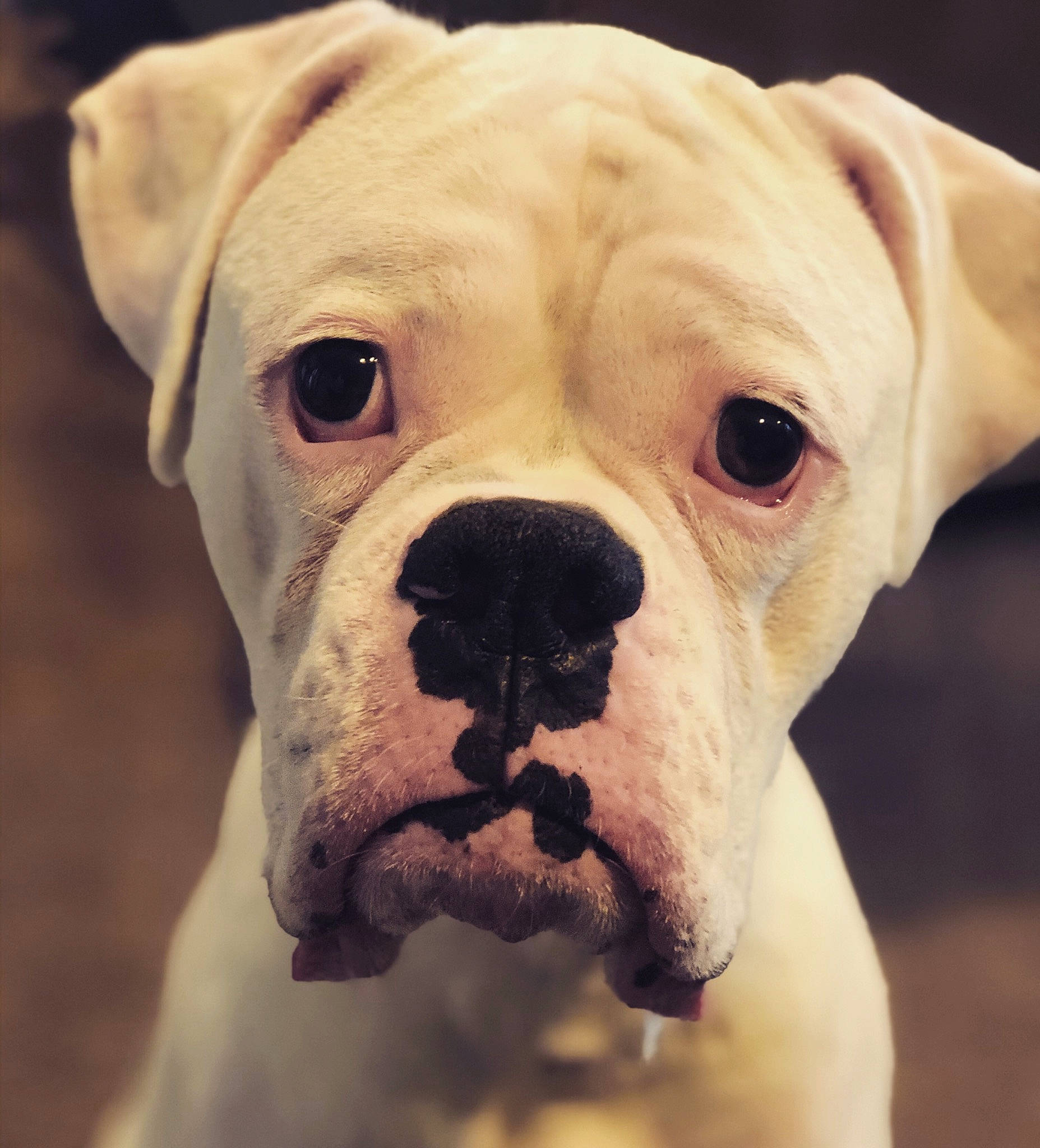 Maximus joined the competition — help win amazing prizes! american_bulldog, australian_bulldog, boxer, bulldog, canidae, carnivore, companion_dog, dog, dog_breed, mammal, non_sporting_group, nose, old_english_bulldog, olde_english_bulldogge, skin, snout, toy_bulldog, valley_bulldog, vertebrate, white_english_bulldog