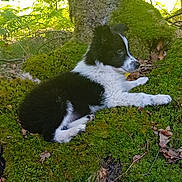 Aiko a rejoint le concours — aidez-le/la à gagner de superbes lots ! puppy, dog, black_and_white, moss, forest, tree_trunk, leaf, nature, outdoor, animal, young_dog, fur, side_view, resting, curious, green, woodland, canine, small_dog, peaceful