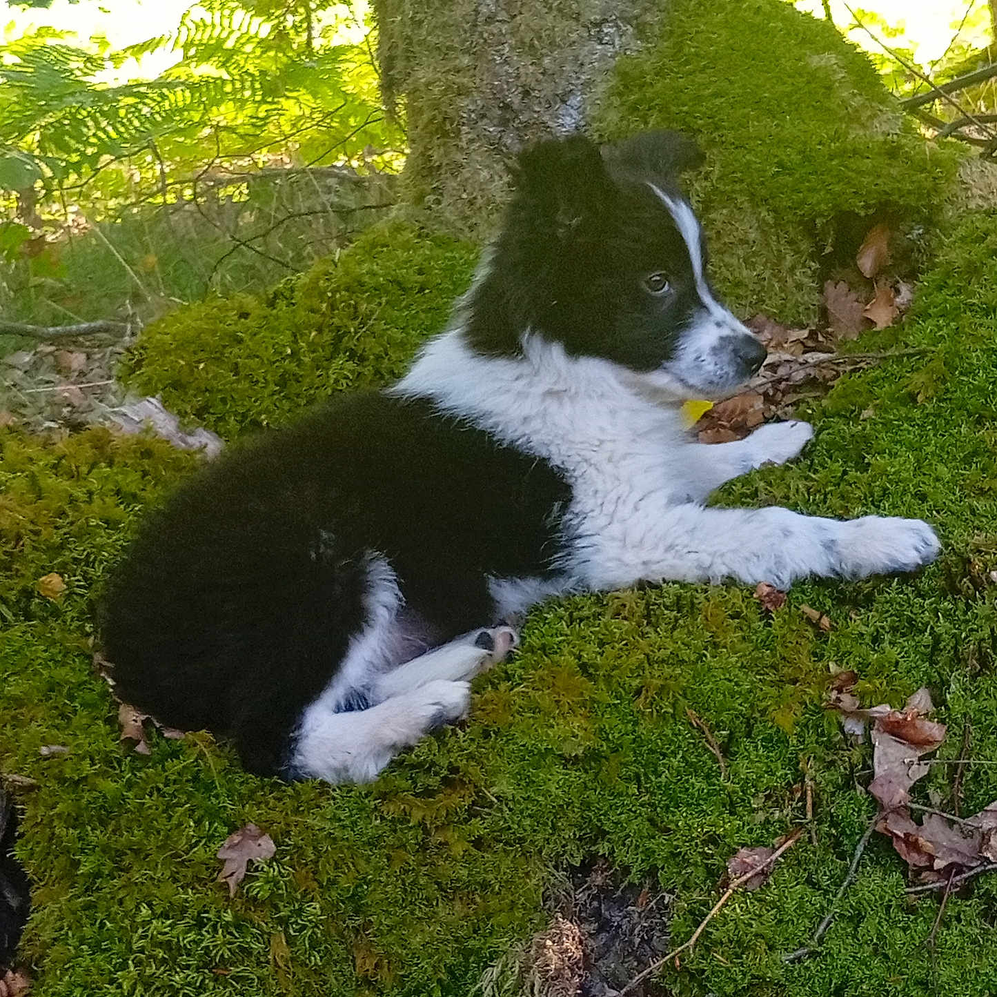Aiko a rejoint le concours — aidez-le/la à gagner de superbes lots ! animal, black_and_white, canine, curious, dog, forest, fur, green, leaf, moss, nature, outdoor, peaceful, puppy, resting, side_view, small_dog, tree_trunk, woodland, young_dog