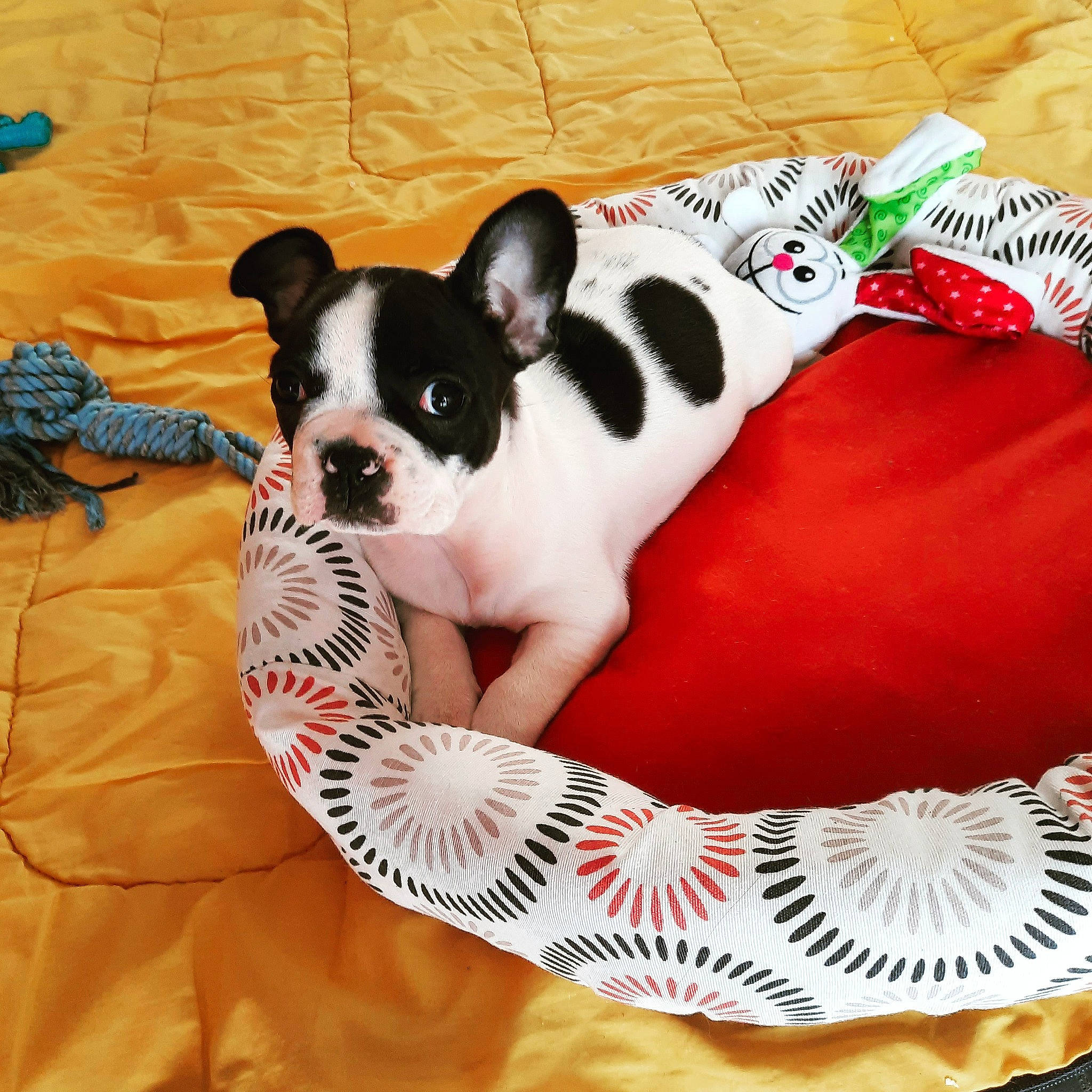 Bella a rejoint le concours — aidez-le/la à gagner de superbes lots ! boston_terrier, canidae, carmine, carnivore, comfort, companion_dog, dog, dog_breed, dog_clothes, dog_supply, fawn, grass, linens, pattern, pet_supply, snout, sporting_group, tail, toy_dog, working_animal