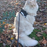 Ulk participe au concours pour gagner de l'argent avec cette photo : cat, fluffy, forest, leaves, moss, outdoor, nature, animal, pet, harness, leash, sitting, majestic, feline, whiskers, tail, daylight, green, brown, wildlife