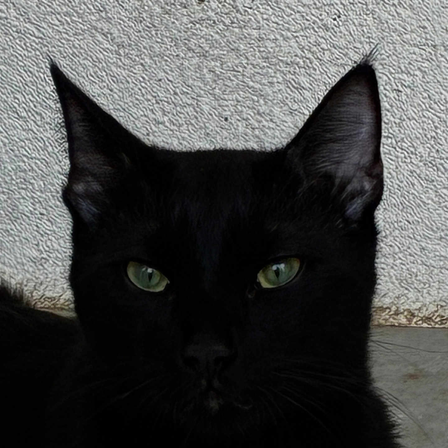 Oslo participe au concours pour gagner de l'argent avec cette photo : alert, animal, black_cat, cat, close_up, cute, domestic_cat, ears, face, feline, fur, green_eyes, looking, mammal, outdoor, pet, portrait, texture, wall, whiskers