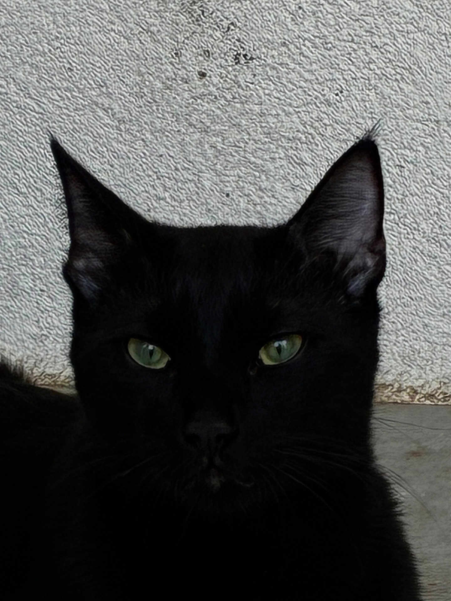 Oslo participe au concours pour gagner de l'argent avec cette photo : black_cat, cat, green_eyes, close_up, pet, animal, feline, whiskers, ears, face, looking, portrait, domestic_cat, outdoor, texture, wall, fur, alert, mammal, cute