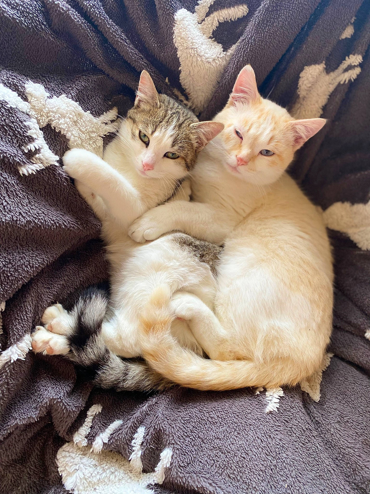 Mini a rejoint le concours — aidez-le/la à gagner de superbes lots ! carnivore, cat, claw, comfort, domestic_short_haired_cat, fawn, felidae, fur, nap, paw, small_to_medium_sized_cats, tail, whiskers