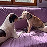 dog, pets, couch, indoor, window, purple, light, animal, canine, friendship, snout, fur, collar, resting, playful, cozy, domestic, companions, cute, bond