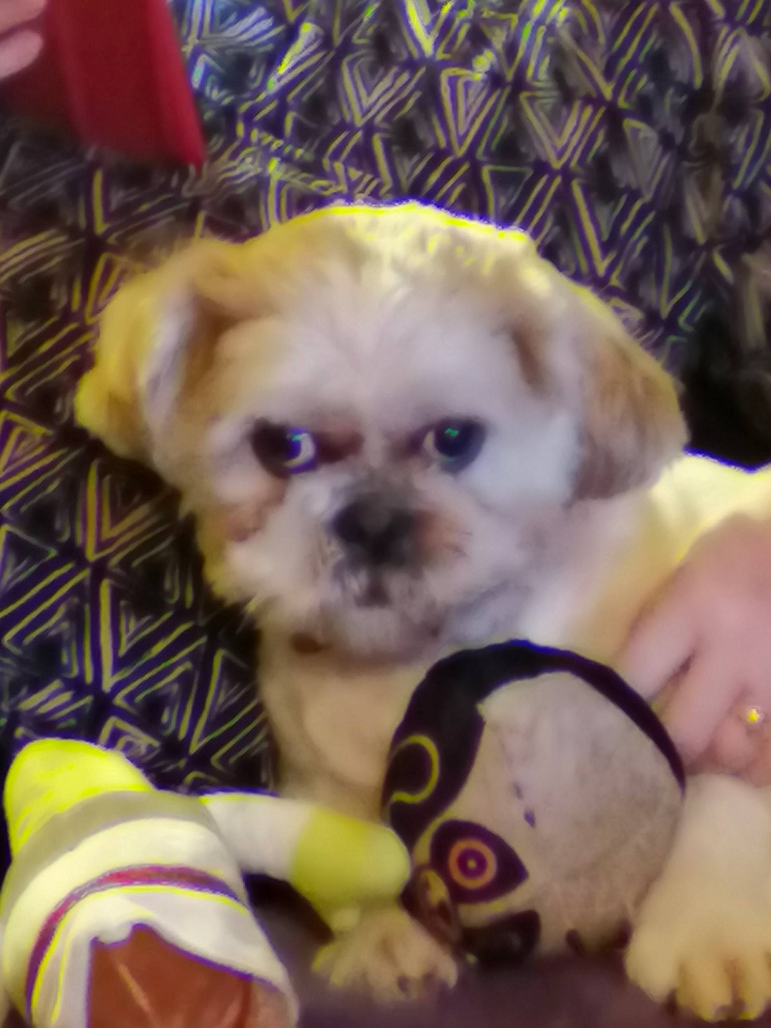 Wolffie participe au concours pour gagner de l'argent avec cette photo : canidae, carnivore, chinese_imperial_dog, companion_dog, dog, dog_breed, eye, lhasa_apso, maltepoo, maltese, mammal, morkie, pekapoo, puppy, puppy_love, schnoodle, shih_tzu, skin, snout, vertebrate