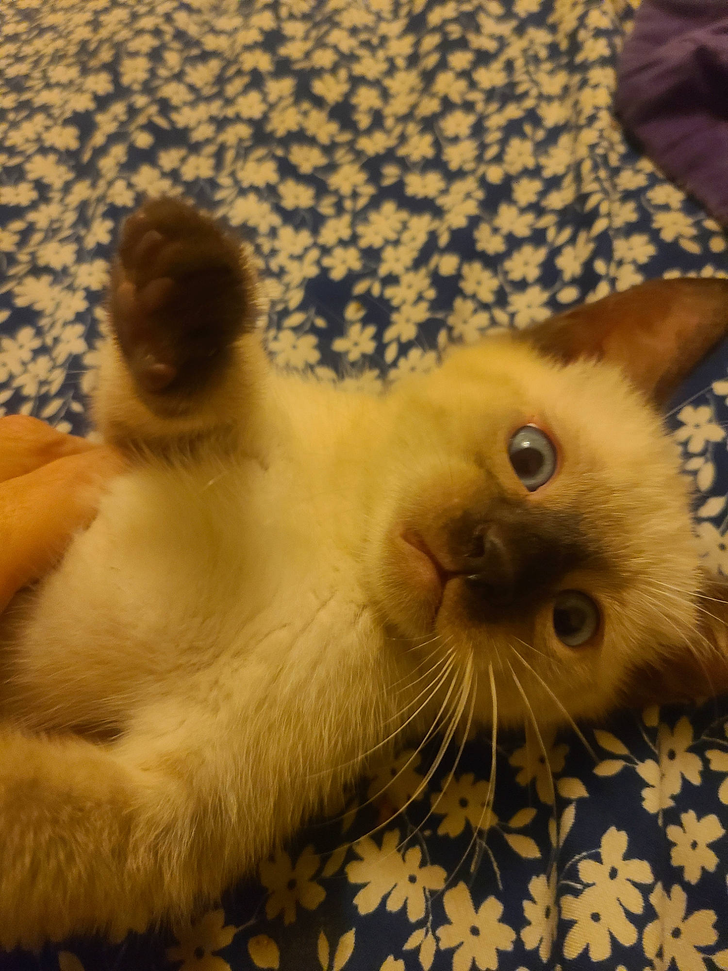 Burt joined the competition — help win amazing prizes! birman, carnivore, cat, comfort, domestic_short_haired_cat, fawn, felidae, flooring, fur, paw, siamese, sky, small_to_medium_sized_cats, snout, tail, terrestrial_animal, whiskers, wildlife